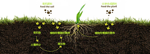 有机肥料和化学合成肥料之间的区别