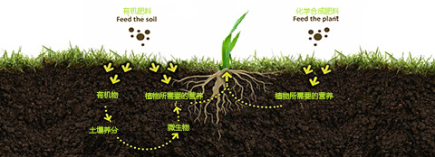 有机肥料和化学合成肥料之间的区别