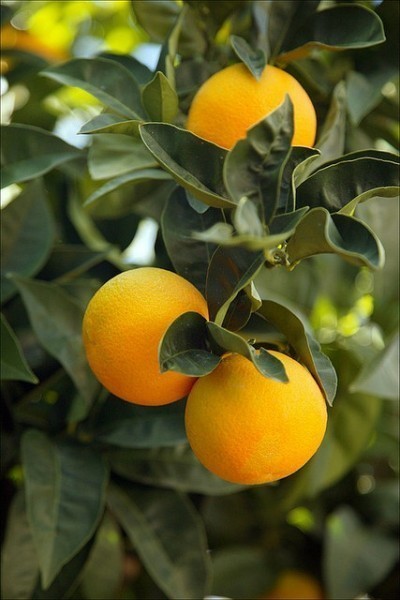 柑橘施肥的最佳实践
