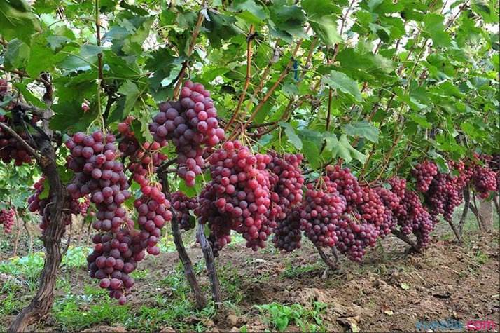 规模种植葡萄技巧