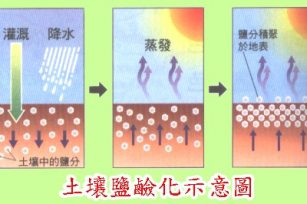 土壤盐害危害大,解决办法看这里 土壤盐害危害大,解决办法看这里