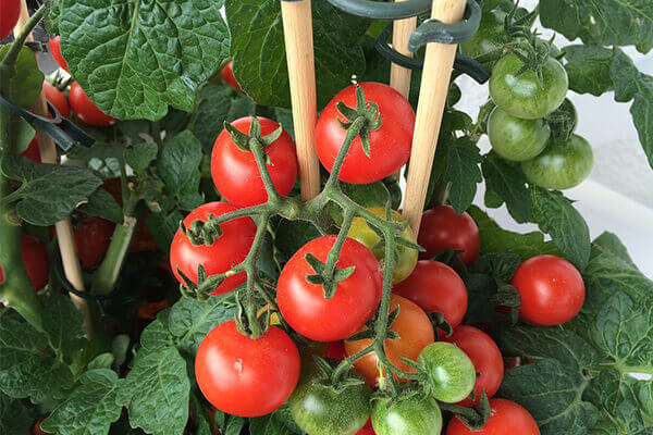 西红柿有机肥