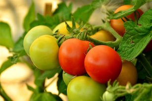 用有机肥种植西红柿不长，还是有机肥的用量太少了吗？