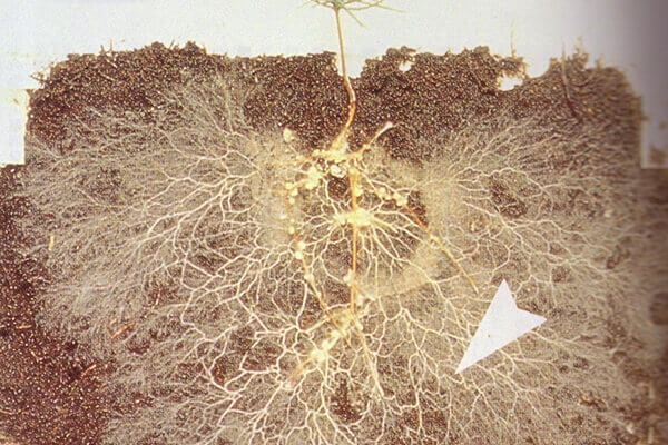 生物菌剂_微生物菌肥_有机肥