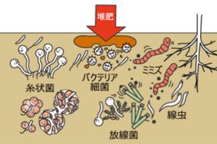 菌肥有什么特点，正确的使用方式是什么？