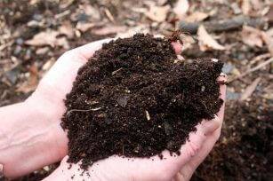 蚯蚓粪与有机肥：它们的区别和用途