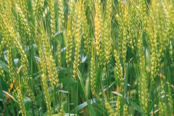 小麦的需肥规律和施肥原则