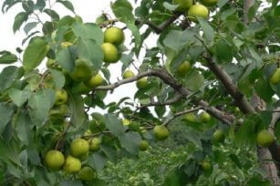 梨树的施肥时间及施肥量是什么？