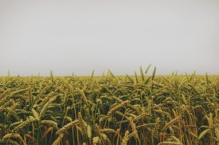 白菜怎么施有机肥？大白菜施肥方法和时间