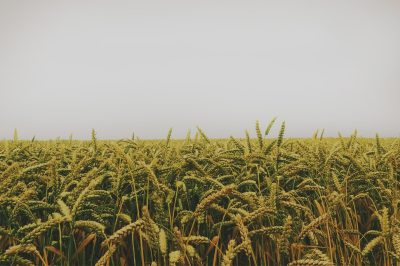 白菜怎么施有机肥？大白菜施肥方法和时间